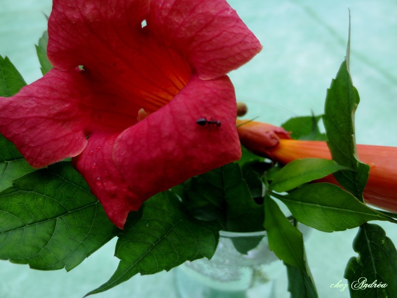 EAU-FLEURS-diamants-048.jpg