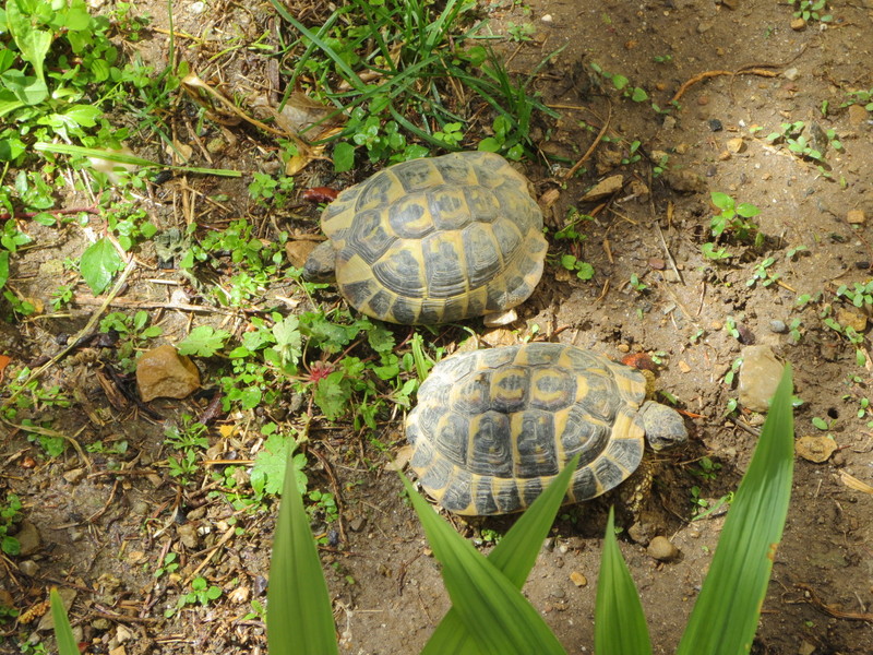 Tortues d'Hermann pourquoi la tortue hermann souffle