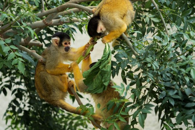 Sigean-reserve-africaine-Mai-2019-5100028.jpg