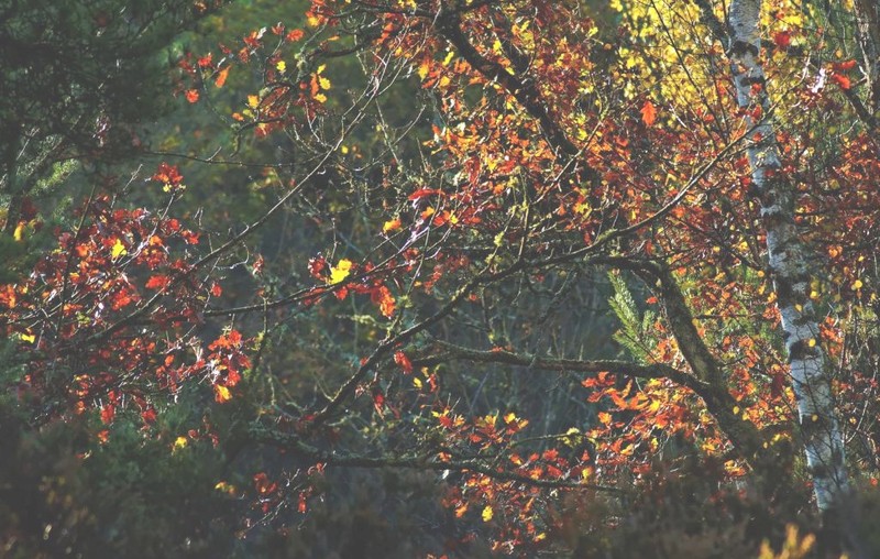 normal_Automne_dans_la_foret_des_trois_pignons_16.jpg